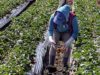 Five People Charged with Forced Labor Conspiracy Involving Trafficking of Victims from Georgia to Work on Wisconsin Farms | Live Media